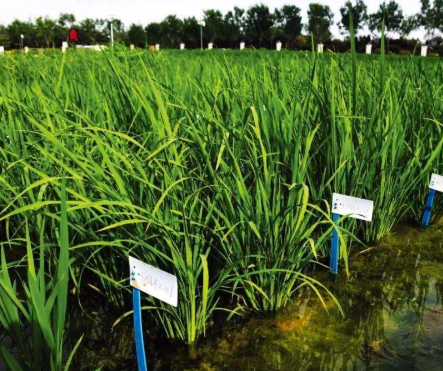 水稻有机硒肥喷施时间以及喷施浓度与方式